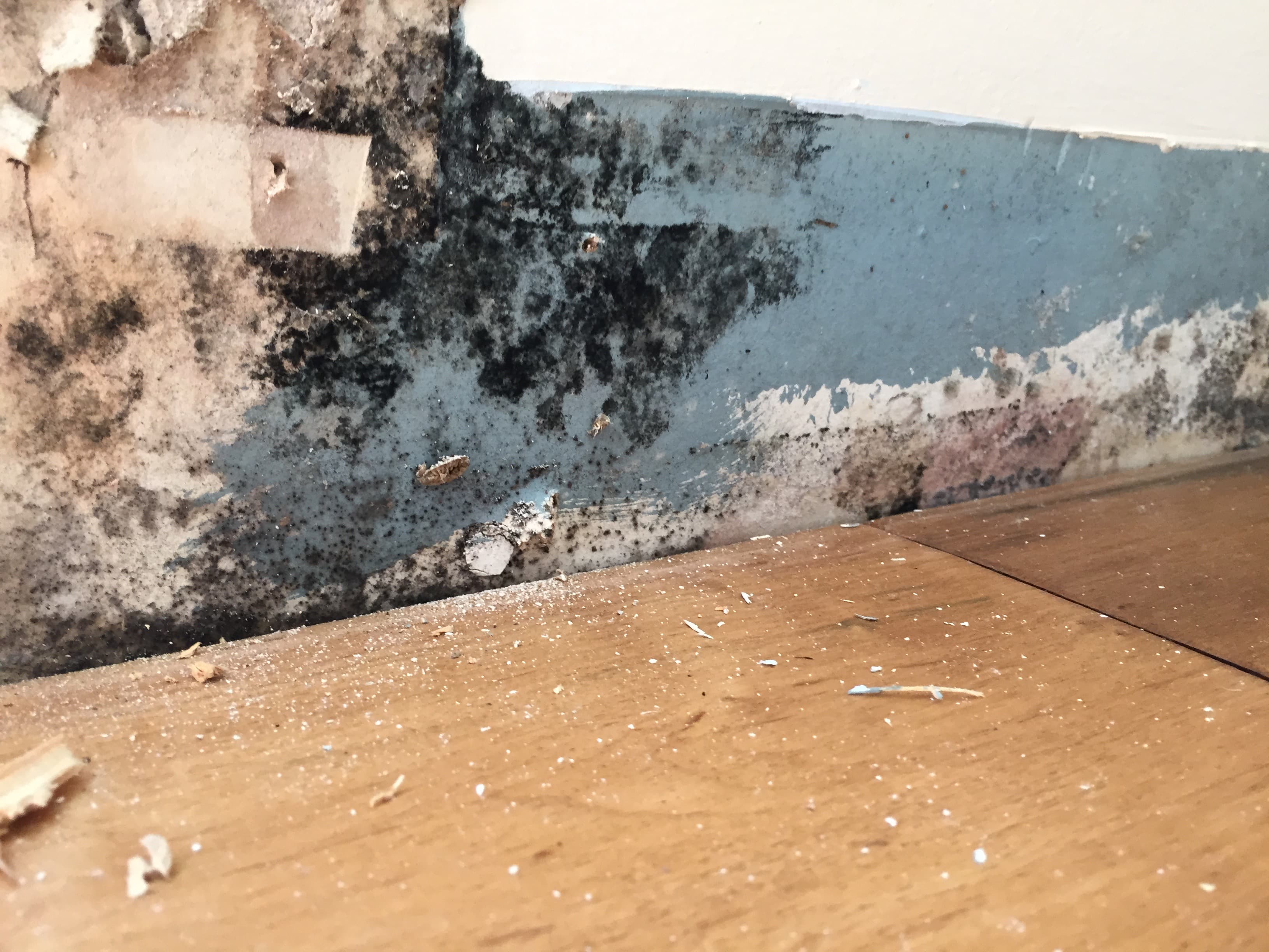 Professional restoration services